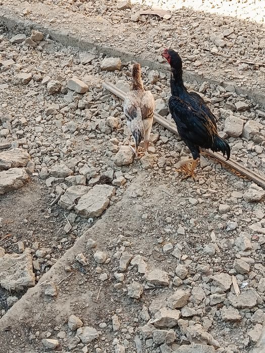 Dakan, boboqi jo'ja