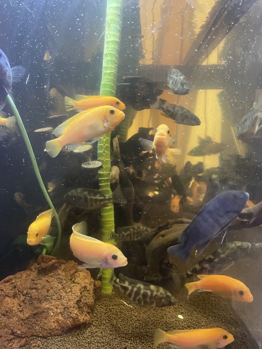 Продам рыбок срочно!