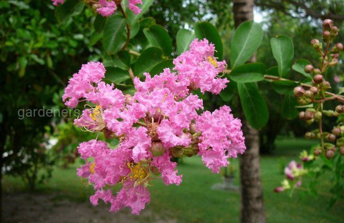 Индийский сирень