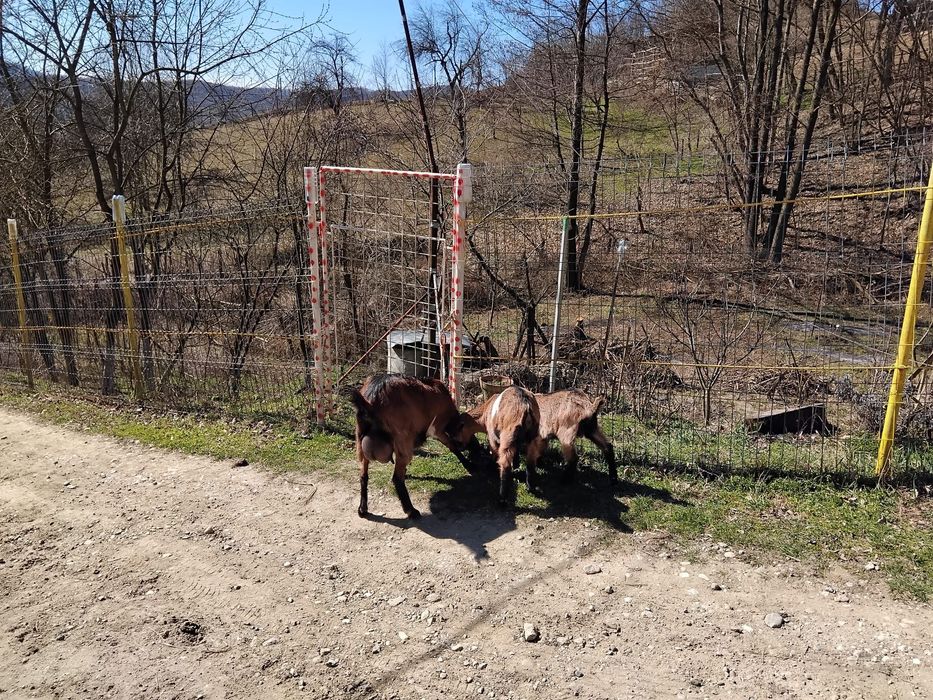 Vândă capră cu 2 iezi
