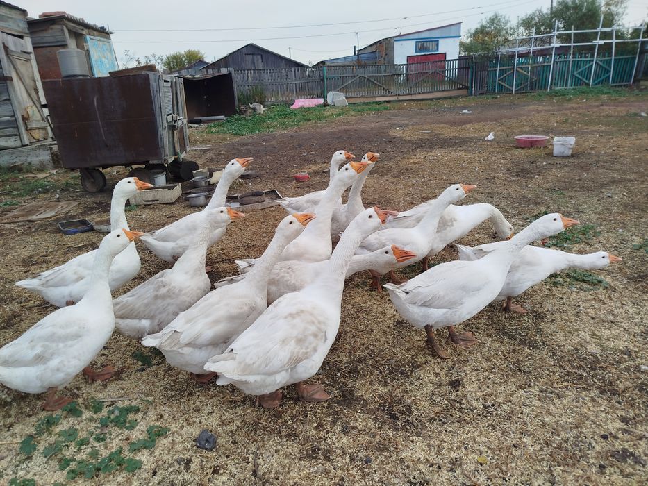Гуси у бабуси продам