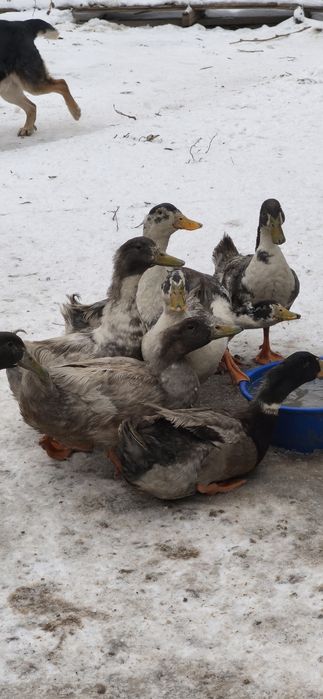 Селезни Фаворита