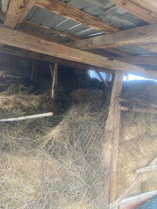 Lucerna vrac si baloti de vanzare