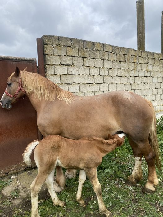 Vând iapa cu manz !