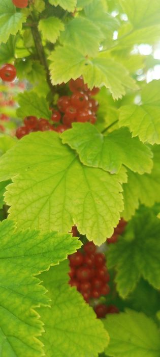 Продам красные зелёные помидоры,огурцы