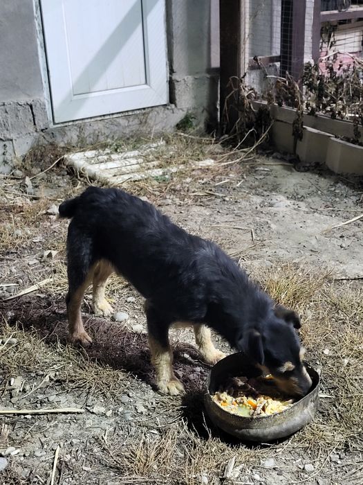 Ягдтерьер күшігі