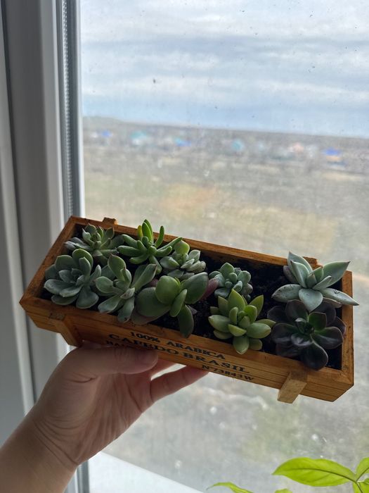 Композиция из суккулентов