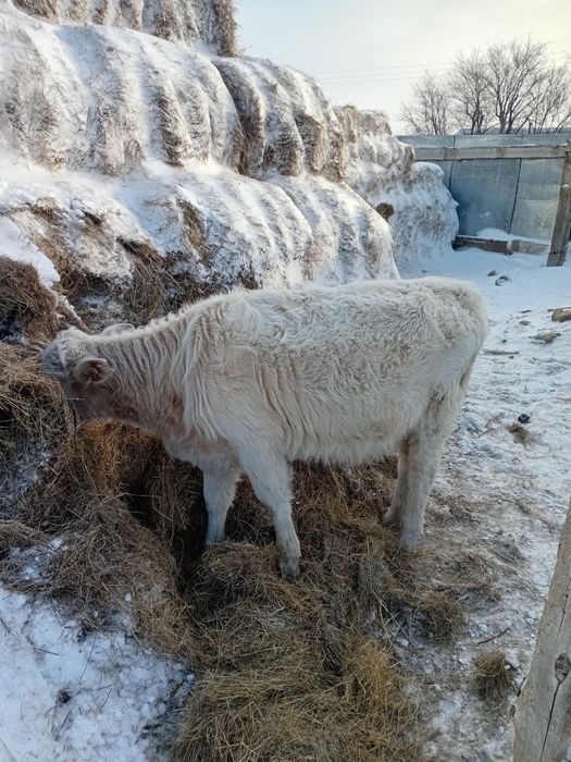 Ұрғашы баспақ сатылады