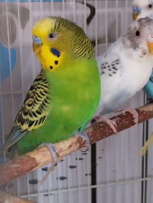 Попугаи домашнего разведения