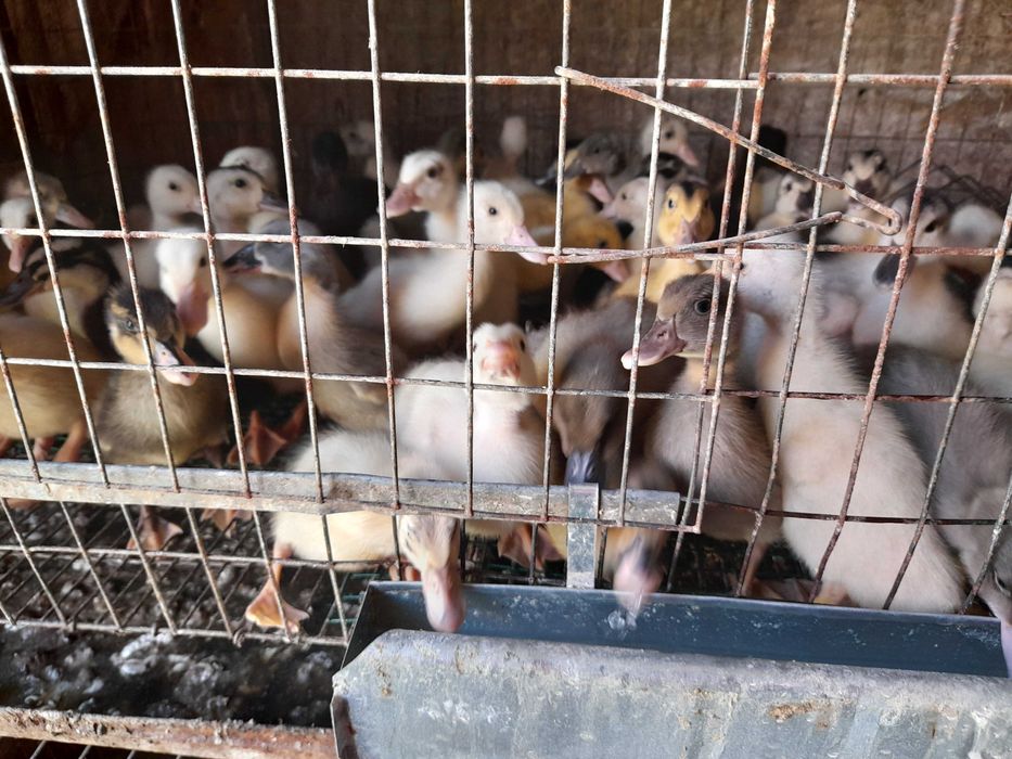 Bibilici carne si rate Mulard de 4 saptamini