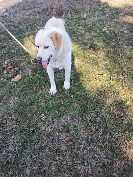 Лабрадор на две гидини