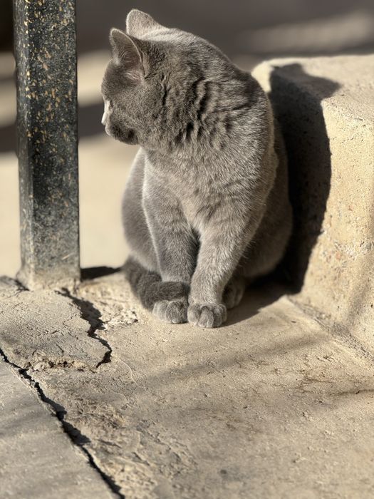 Кошка шотландски