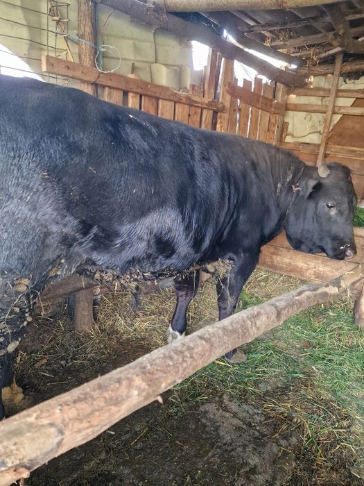 Vând taur și juncă!