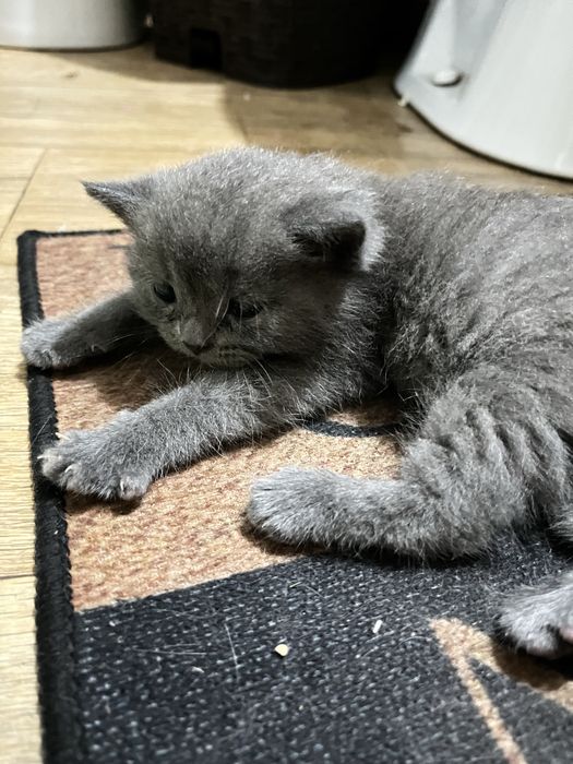 Продам котёнка шотландский