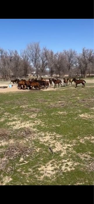 Жылқылар / Тайлар