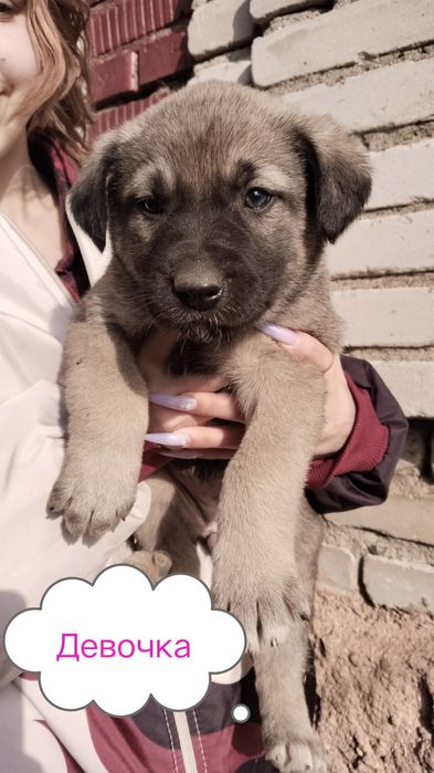 Щенки от крупной собаки