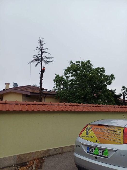 Рязане на опасни дървета кастрене с вишка