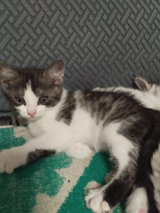 Отдам девочку кошку