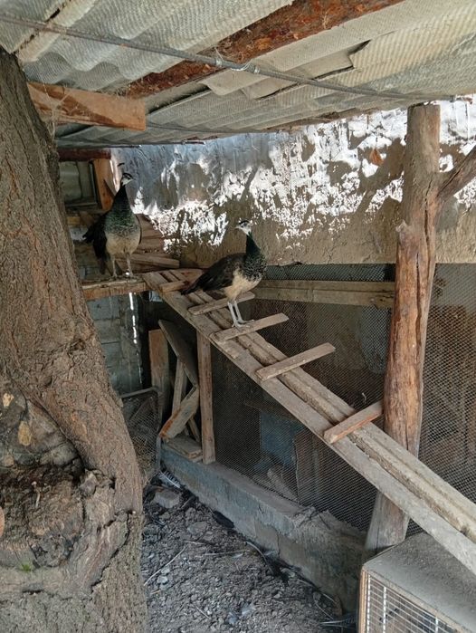 Продаются павлины