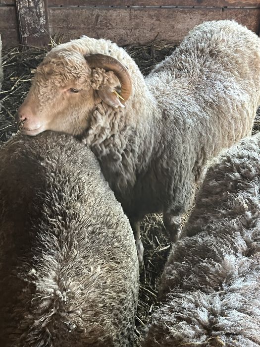 Oi de vanzare si un berbec