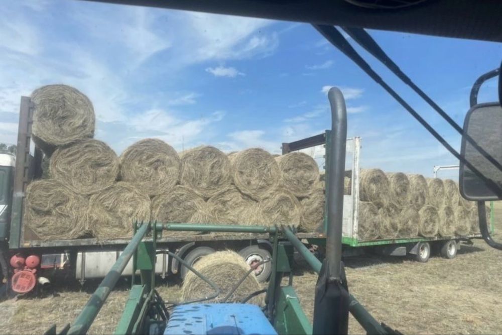 Продам сено рулоное