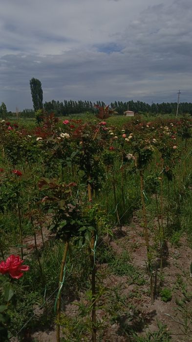 Metropka gul                      .