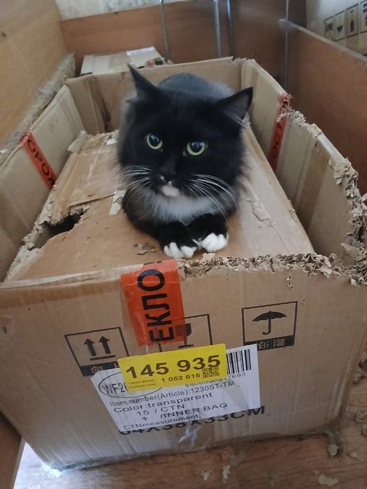 Отдам котика Тихона