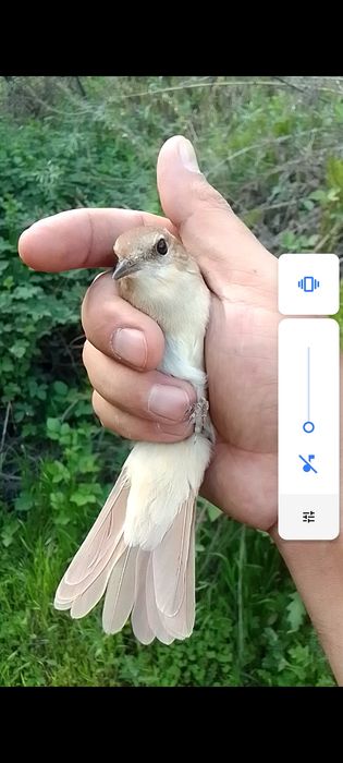Булбул солавей хофиз булбулли сотилади доставка тошкент буйича