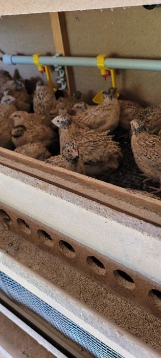 Бөдене  манжур пародасы