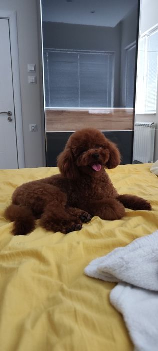 Пудел той red apricot