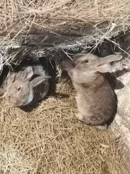 Продаю кроликов..