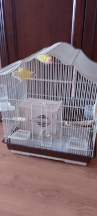 Попугаи неразлучники