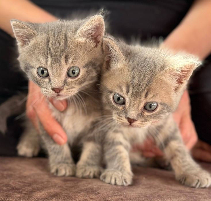 Mushukchalar Onasi bilan birga