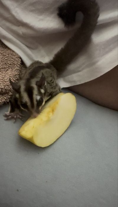 Veverita zburatoare - Sugar Glider + cușca si acceso