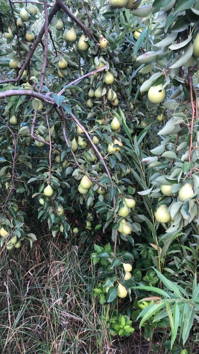 Proprietar vand  teren 4400mp  si casa 400 mp in orasul Bacau