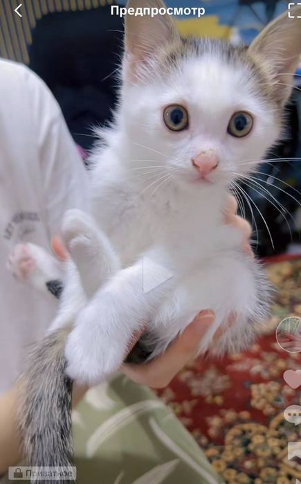 Самарканд.  Домашние котята