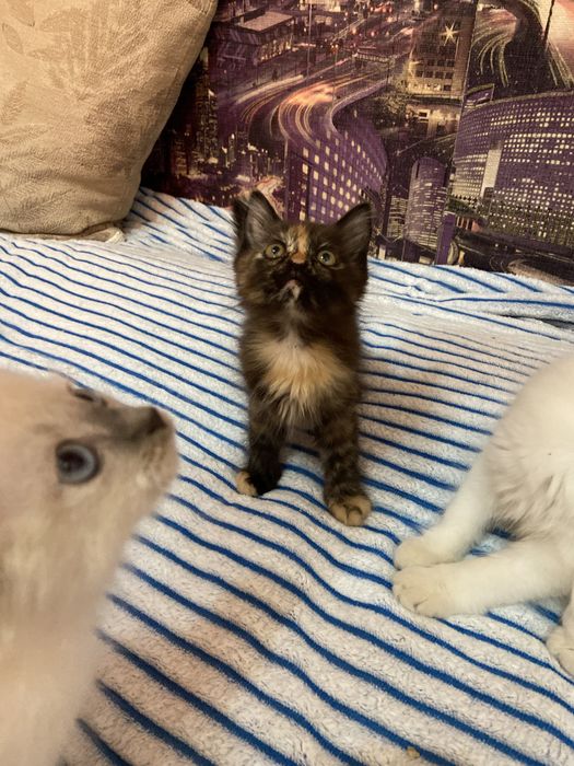 Отдам котят в добрые руки