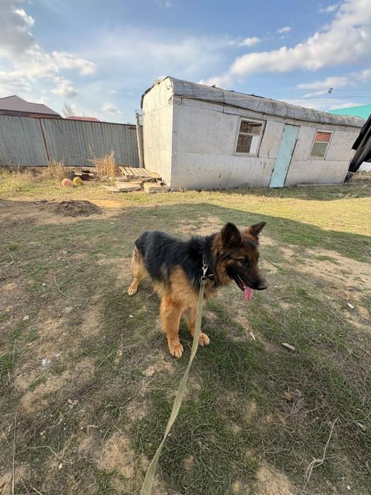 Собака, немецкая овчарка