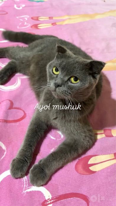 Mushukchalar sotiladi sog’lom va zotli latok biladi 1 oyli