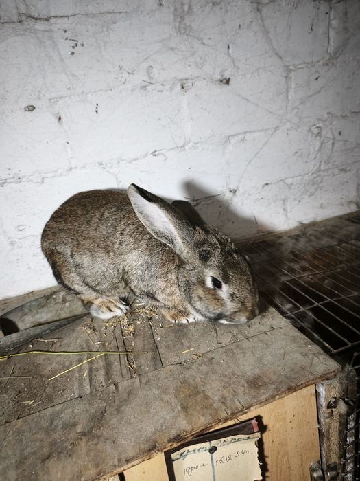 Продам кроликов.