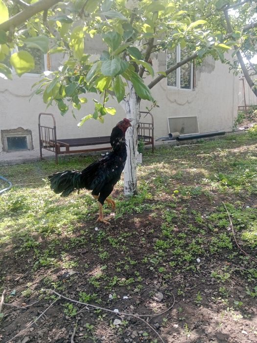 Продам дакан ???