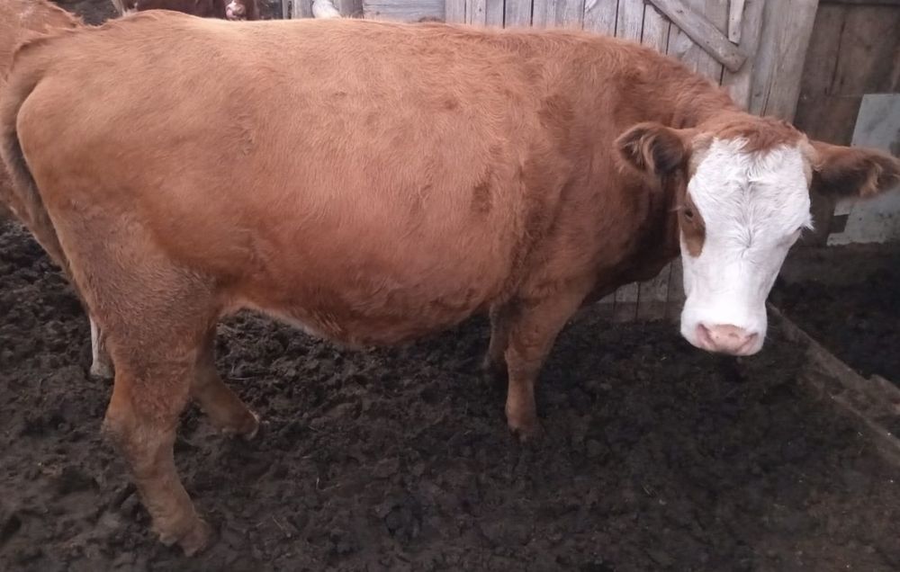 Порно Карина Морикова