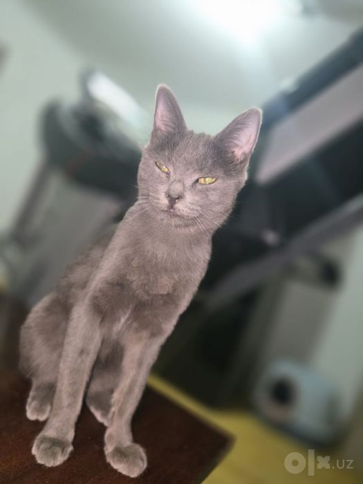 Кот, пепельный окрас