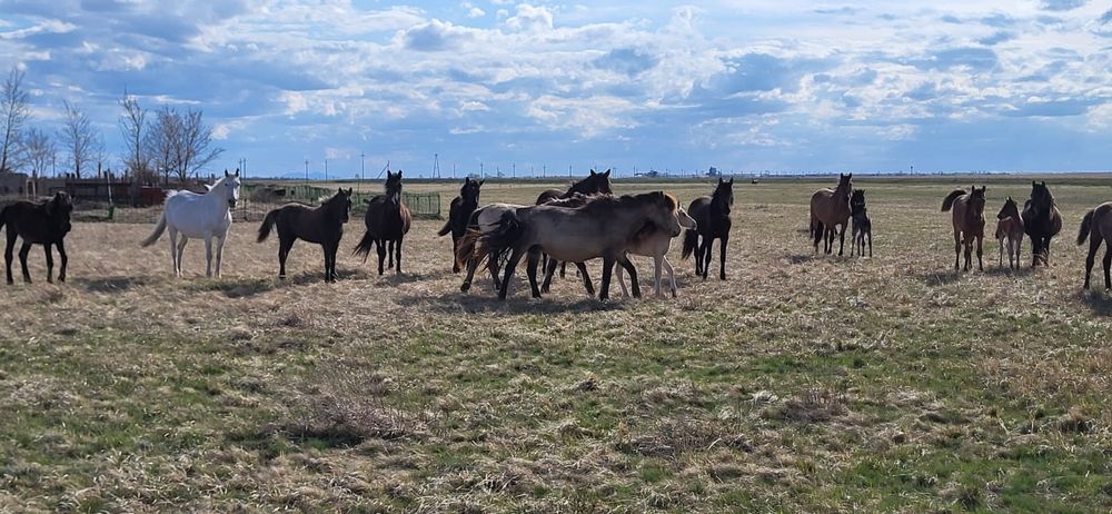 Продам оптом лошадей