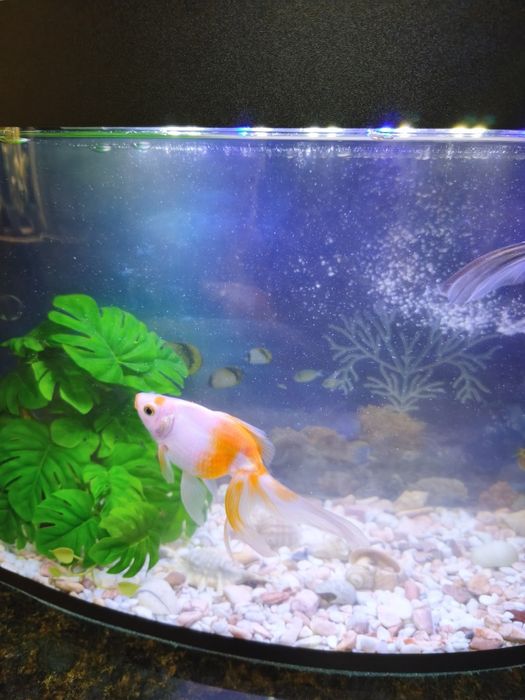 Золотые рыбки продам