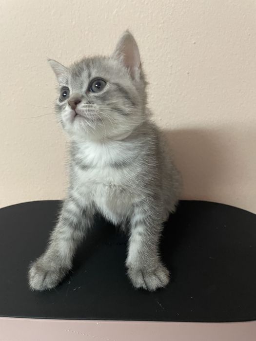 Очаровательные милые котята