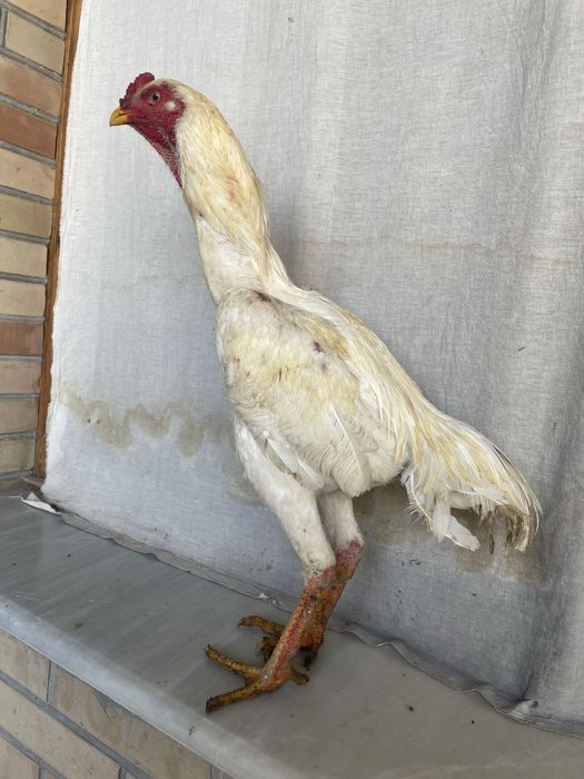 Yapon shamo xoroz sentabr chiqan juja