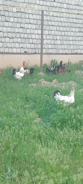 Продаются петухи