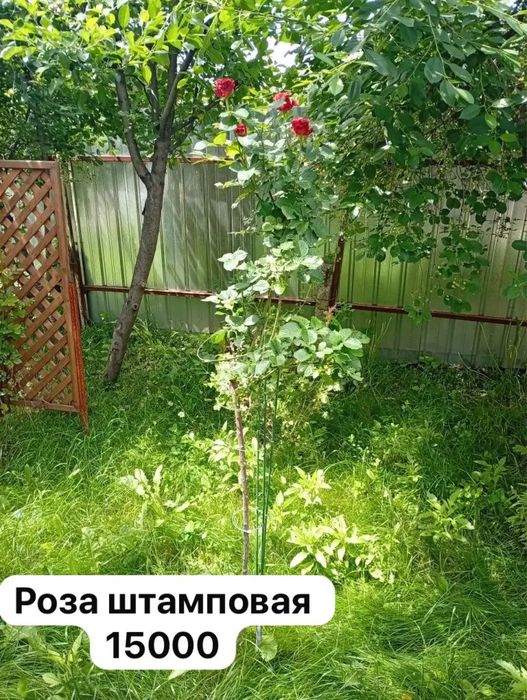 Растения и цветы
