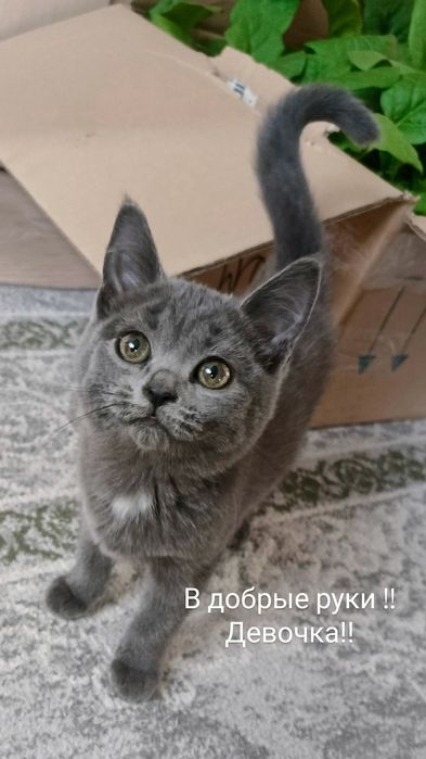 Котенок в добрые руки